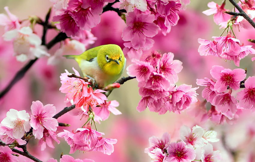 flowers, branches, cherry, tree, bird, Sakura, pink, yellow, Japanese white, japanese pink tree HD wallpaper