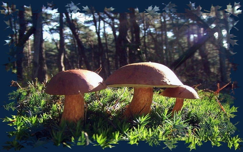 Forest: Magic Mushrooms Forest Tropical for 16:9 High, psychedelic mushrooms HD wallpaper