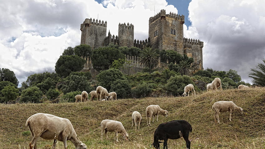 : Испания, овца, Кордоба, АНДАЛУСИЯ, цвете, пасище, ​​стадо, фауна, селски район, паша, замъкът на алмодовар, замъкът на алмодовар 1920x1080 HD тапет
