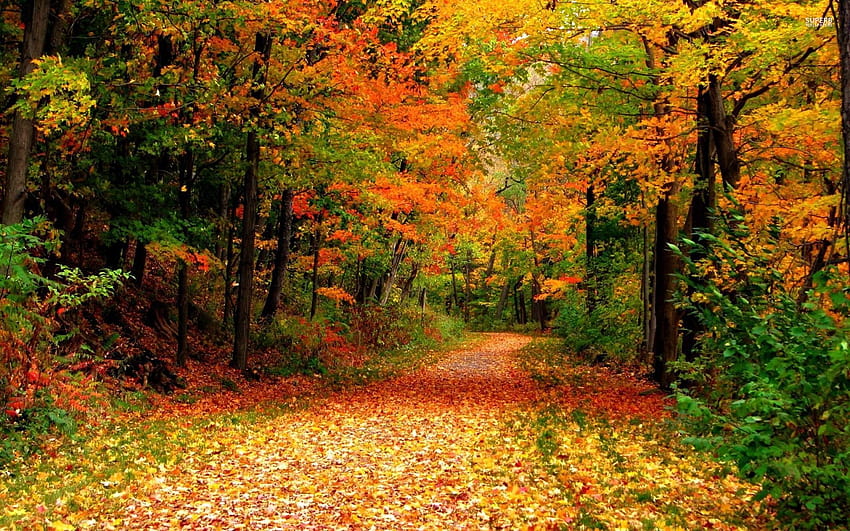 Autumn Lane Through The Forest, autumn lanes HD wallpaper