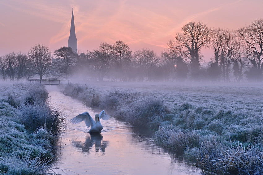 : bird, dawn, England, fog, Frost, Morning, river, swan river HD wallpaper