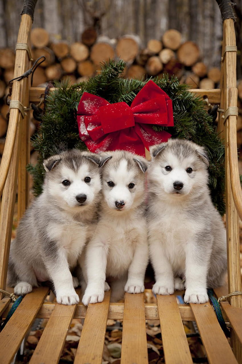 Cachorros de husky siberiano en trineo de perros de madera tradicional con corona de Navidad, Alaska, cachorro husky navidad fondo de pantalla del teléfono