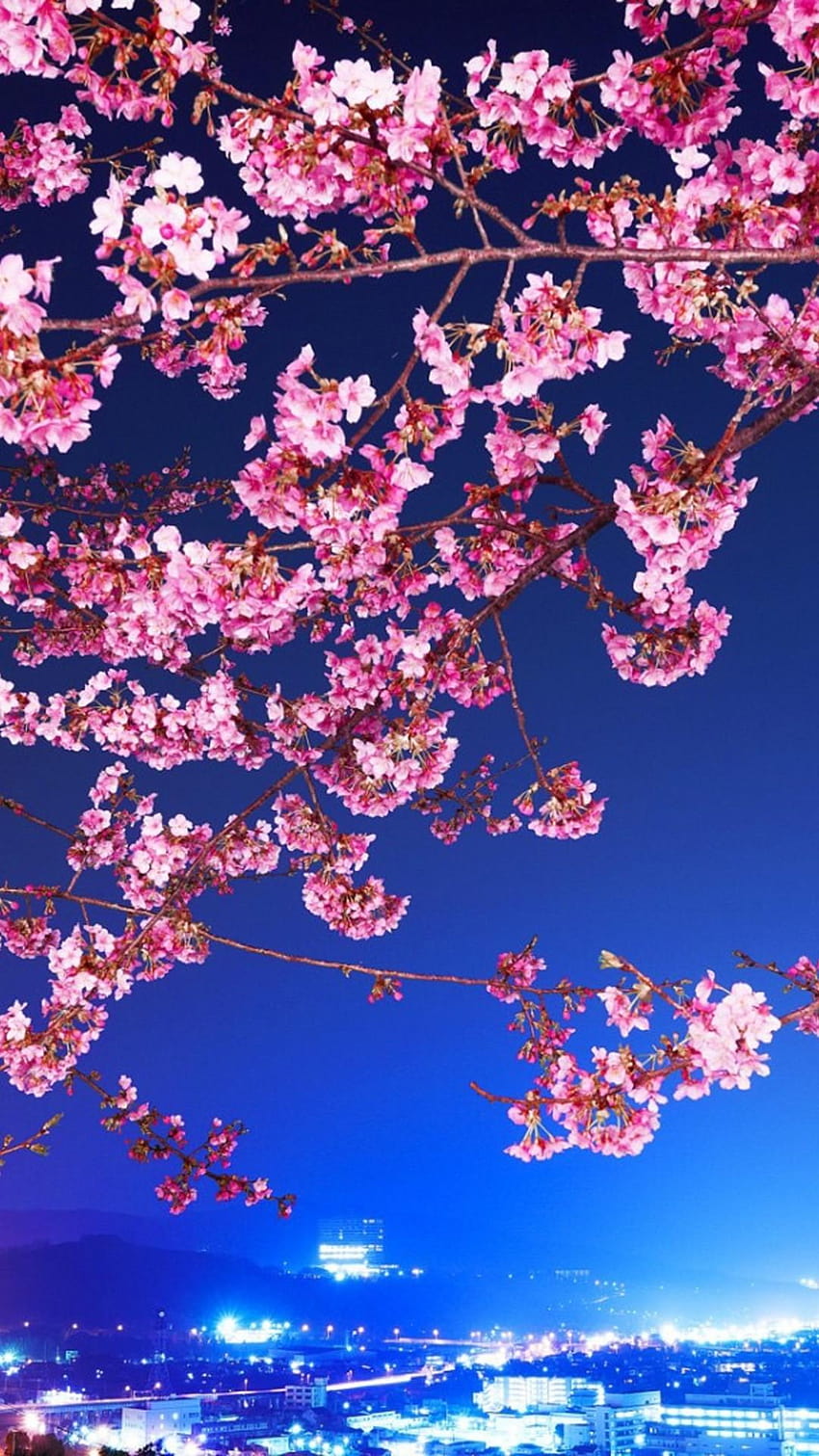 Cherry Blossom iPhone, full iphone HD phone wallpaper | Pxfuel