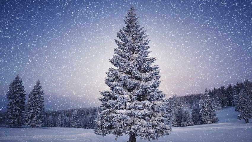 Montana Christmas, nature christmas HD wallpaper