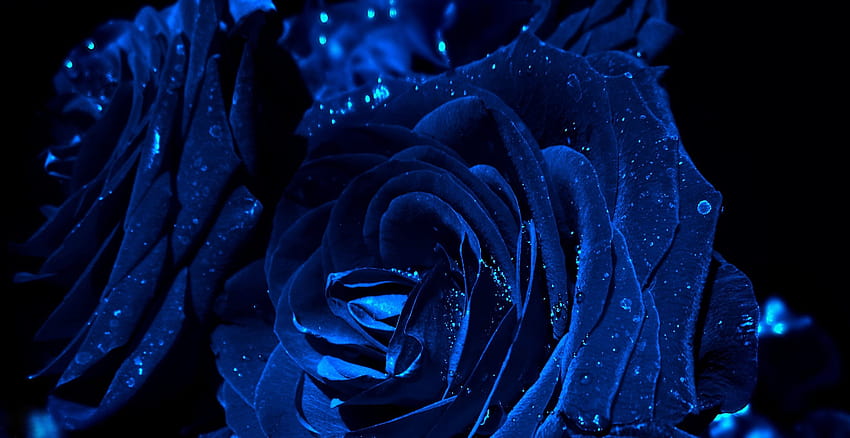 Blue Rose [2640x1359] for your , Mobile & Tablet, blue roses HD wallpaper |  Pxfuel