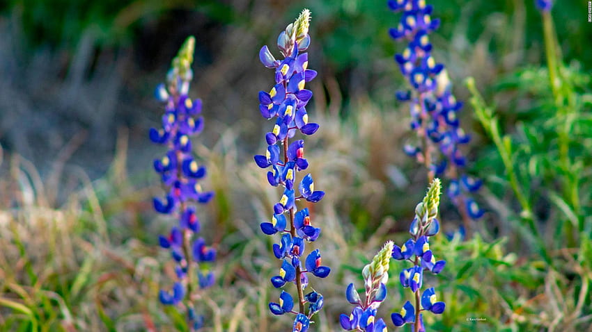 Bluebonnets já florescendo no Parque Nacional de Big Bend em Burnet Bluebonnets Meadow papel de parede HD