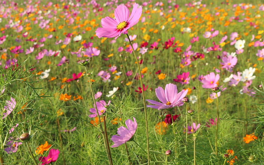 Bunga Liar, Musim Semi, Padang Rumput, Tanaman,, Latar Belakang, 664f40, padang rumput musim semi Wallpaper HD
