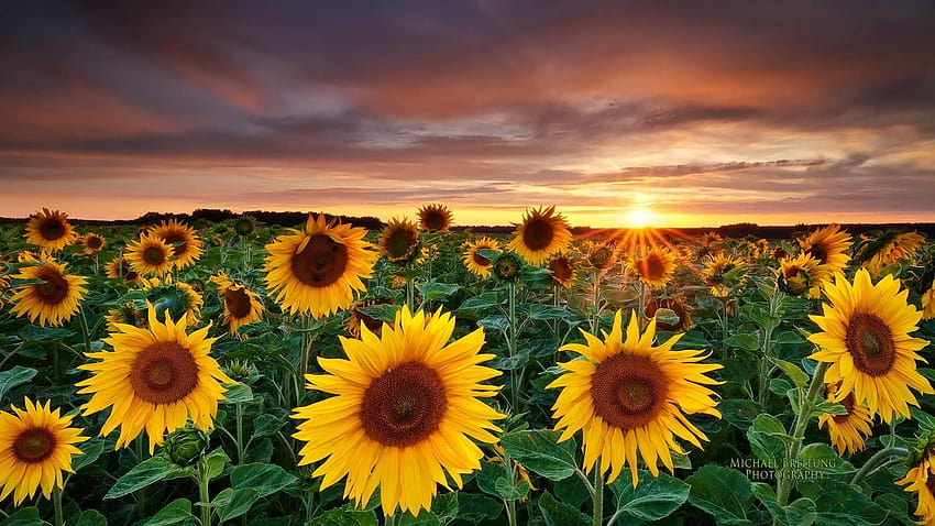 6 Sunflowers Sunflower Aesthetic Sunset Hd Wallpaper Pxfuel 1947