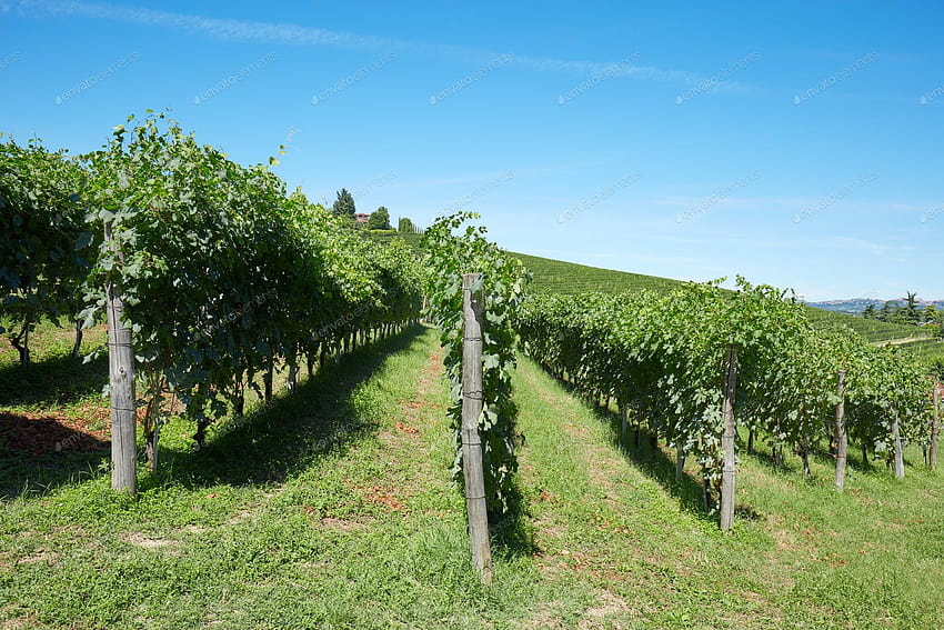 Kebun anggur hijau, langit biru di hari yang cerah oleh andreahast di Envato Elements, kebun anggur musim panas Wallpaper HD