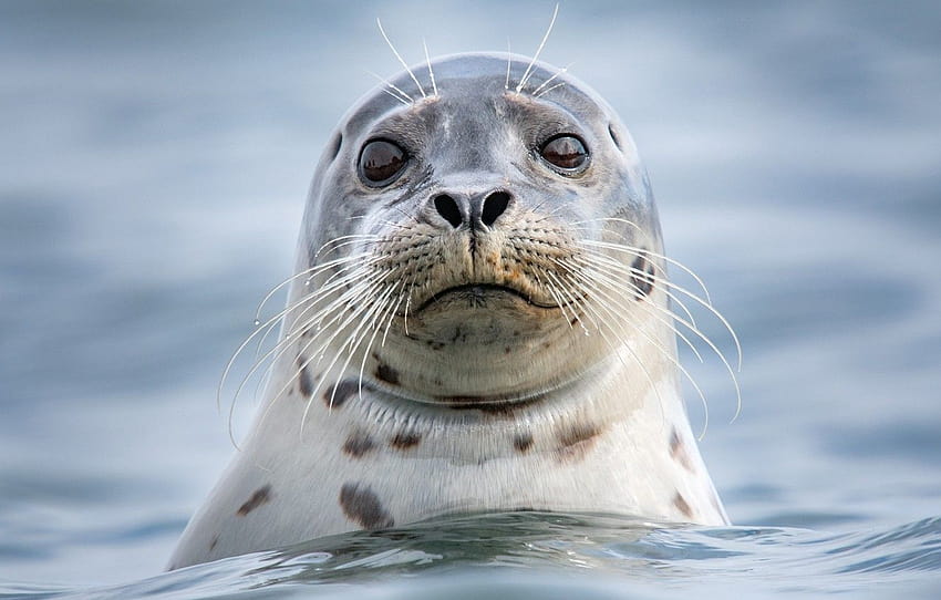 sea, look, face, water, portrait, Seal for, harbor seal HD wallpaper