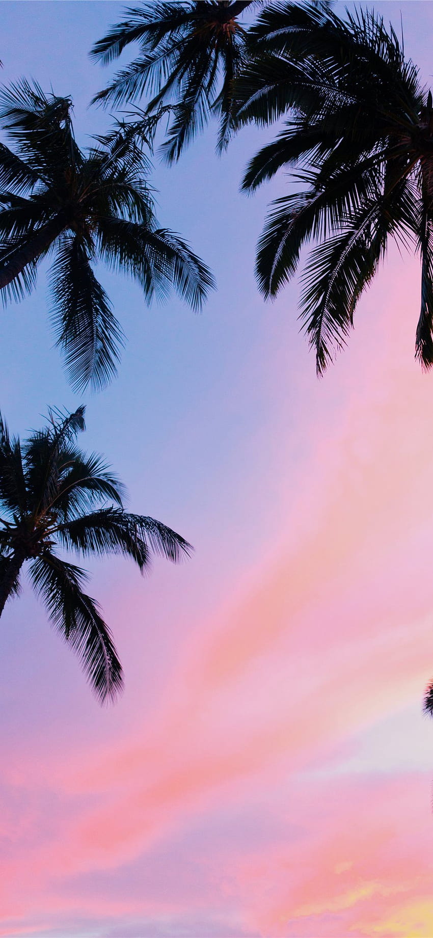 Best Palm tree iPhone X [2020], pink aesthetic tree HD phone wallpaper