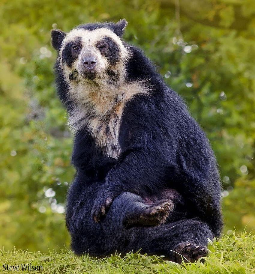 Winking Spectacled Bear HD phone wallpaper