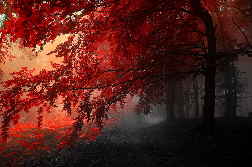 지구 나무 회색 빨강 가을 숲, 회색 및 빨강 HD 월페이퍼
