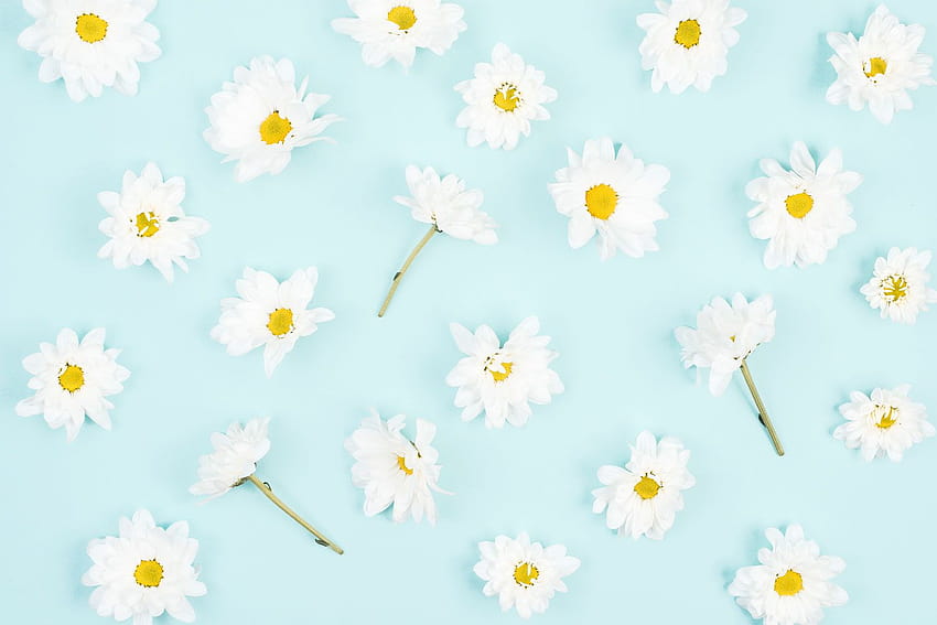White Flower On Blue, daisy aesthetic HD wallpaper | Pxfuel