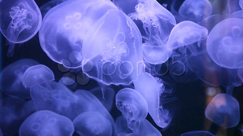 Sfondi astratti di meduse che nuotano ~ Hi Res, meduse luminose Sfondo HD