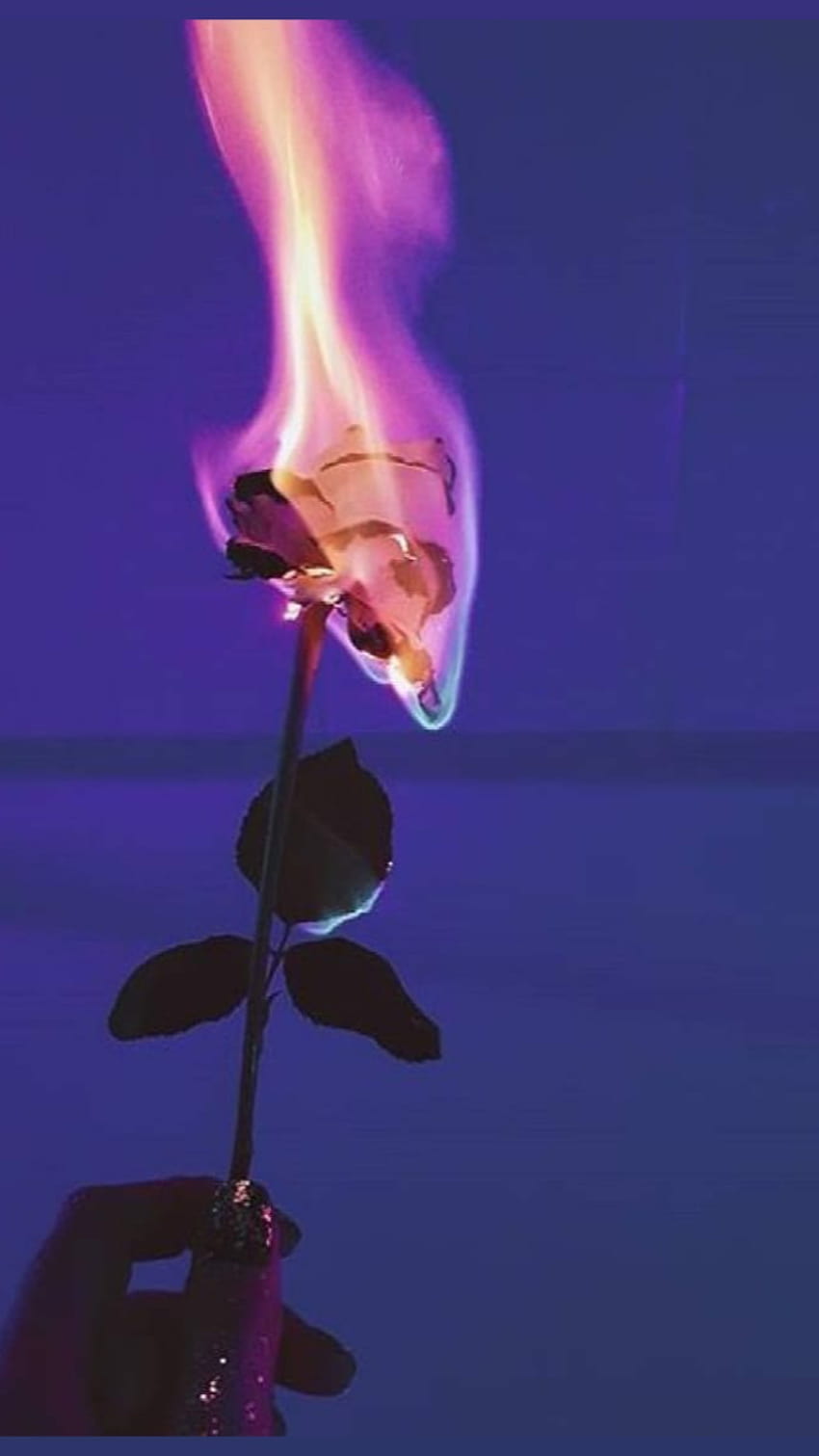 20 Burning Rose ideas | burning rose, rose wallpaper, burning flowers