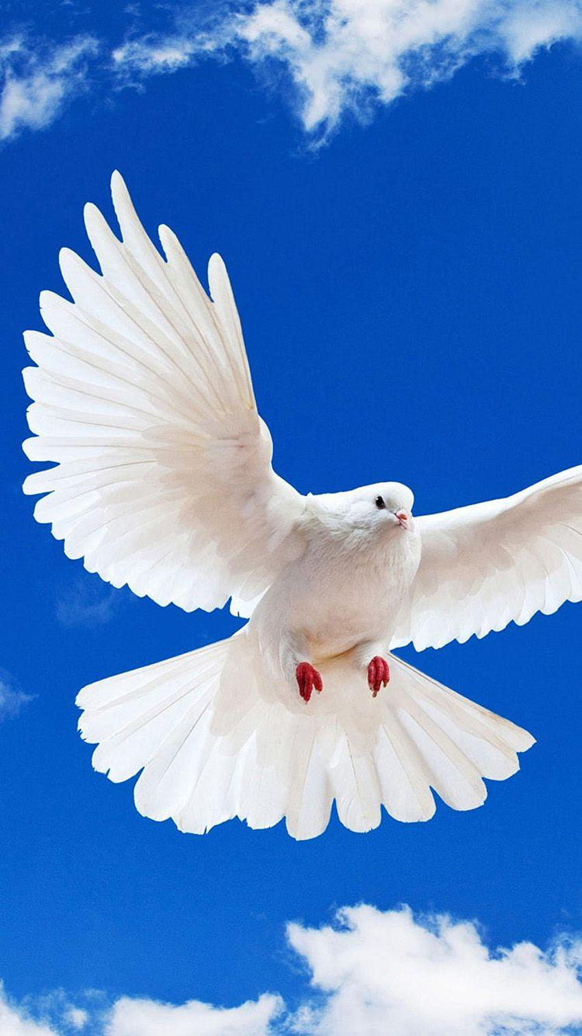 White dove iPhone 7 and 7 Plus, white doves HD phone wallpaper