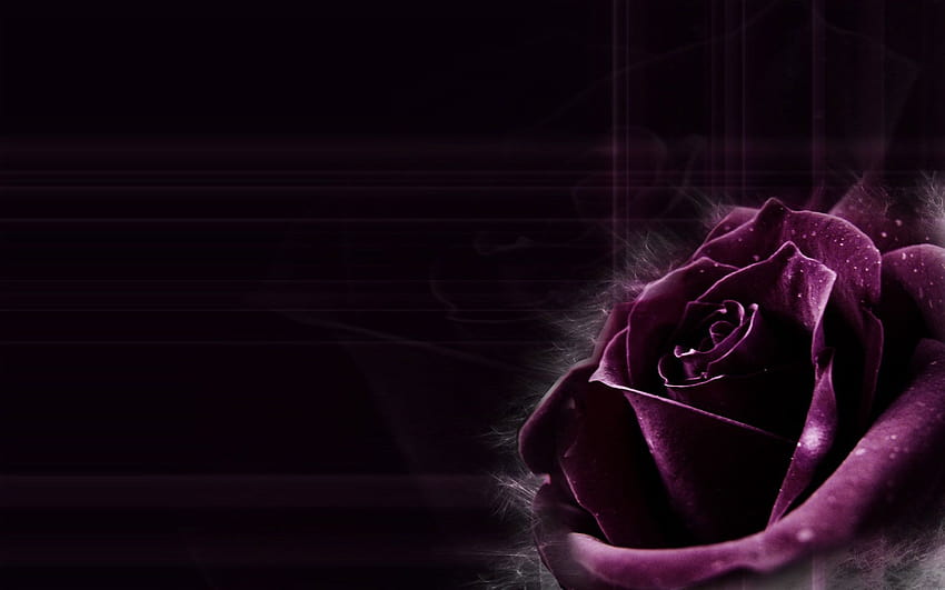 4 Mawar Ungu Tua, mawar tunggal dalam kegelapan Wallpaper HD