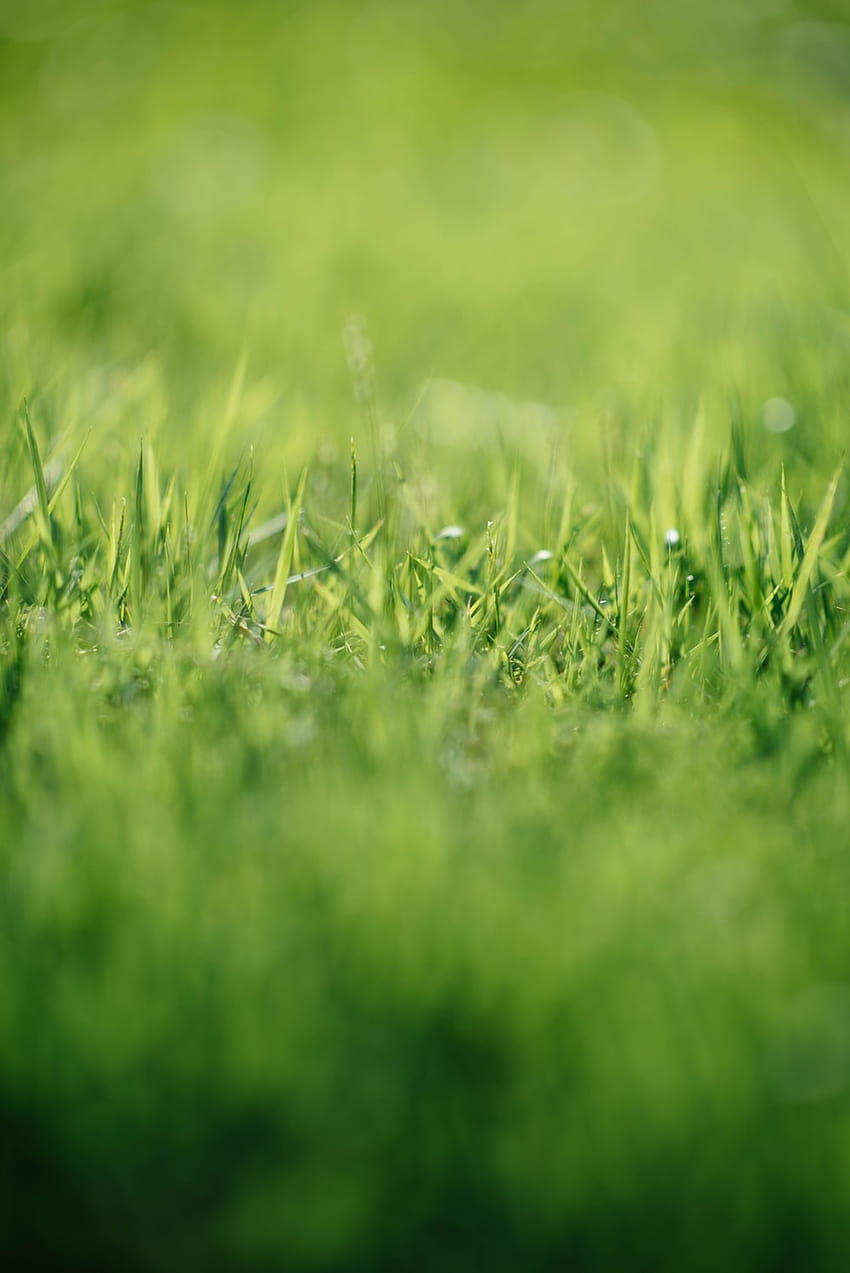 90 Grass Backgrounds : Backgrounds, long grass HD phone wallpaper
