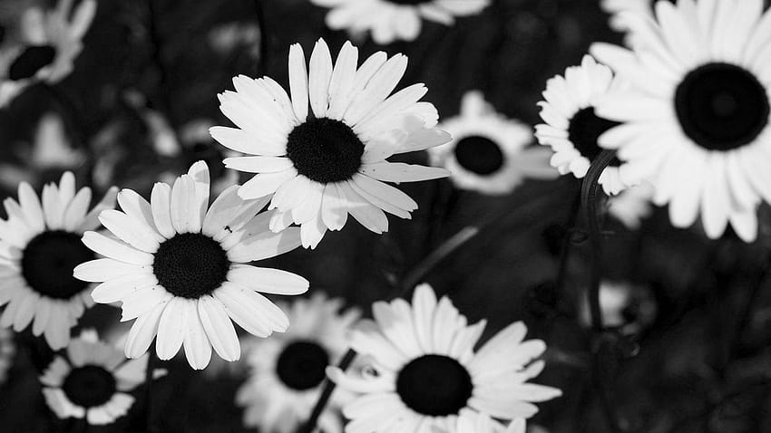 S De Flores En Blanco Y Negro Tumblr De Flores En Blanco Y Negro, De Flores  Tumblr fondo de pantalla | Pxfuel