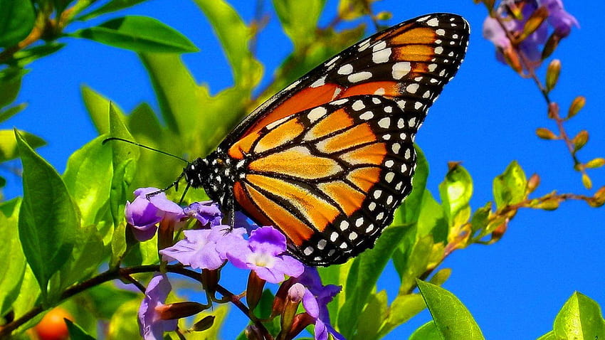 Beautiful Butterflies & The Best Relaxing Piano, world best butterfly HD wallpaper