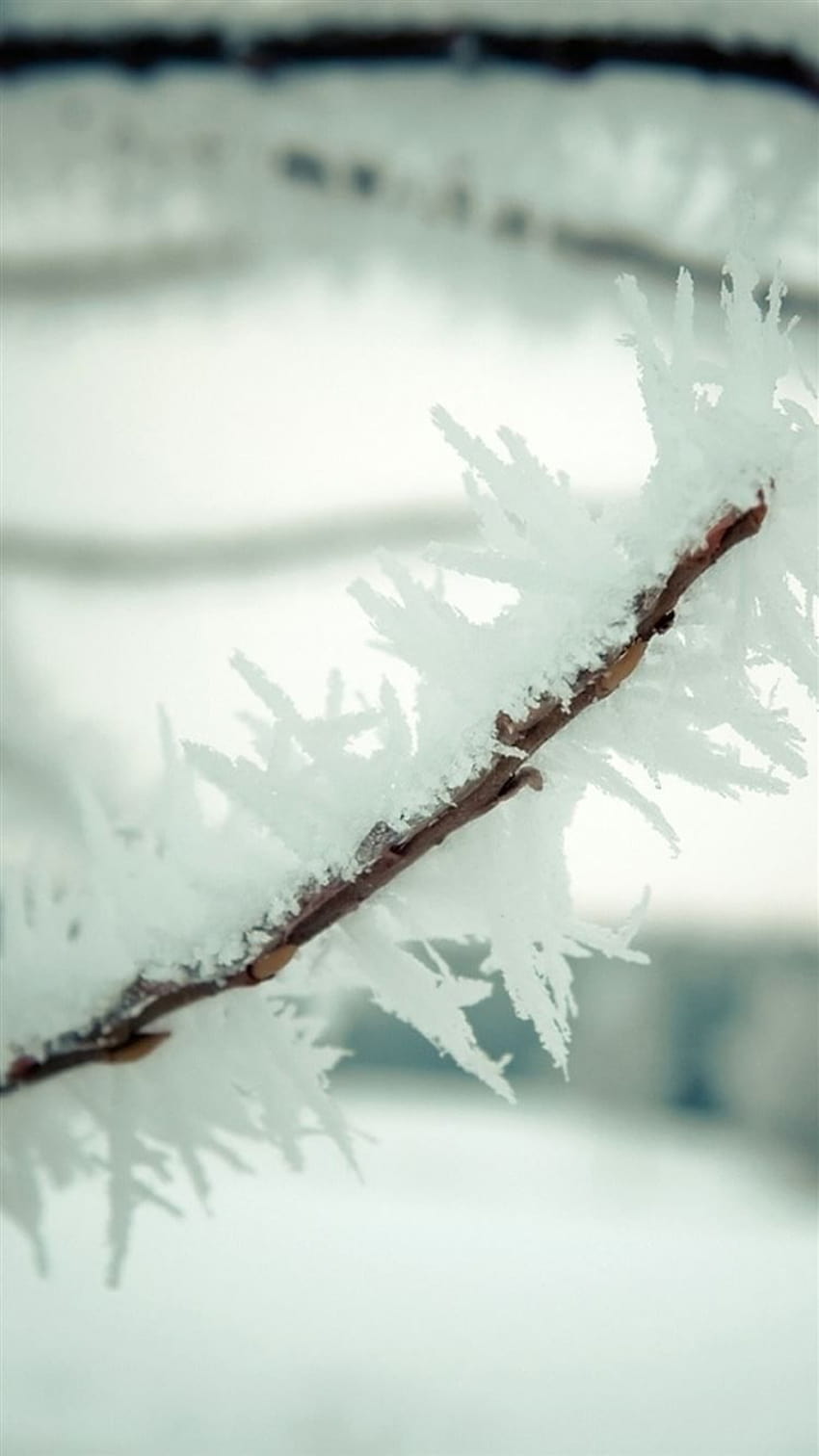 Mroźna zima Icy Plant Branch Makro iPhone 8, rośliny zimowe Tapeta na telefon HD