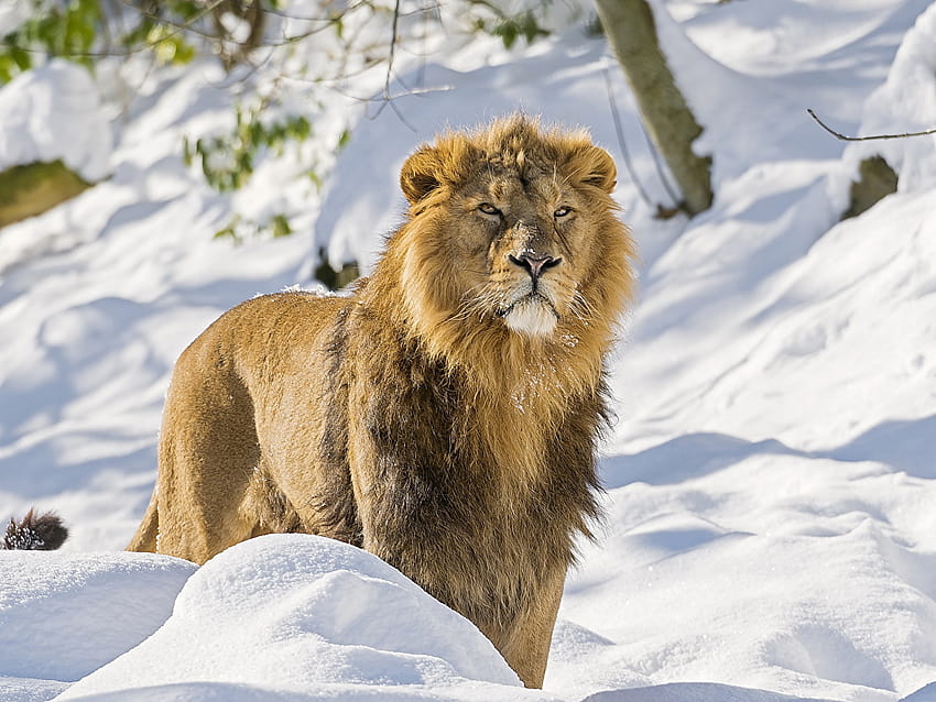 lion Big cats Asiatic Snow Animals HD wallpaper