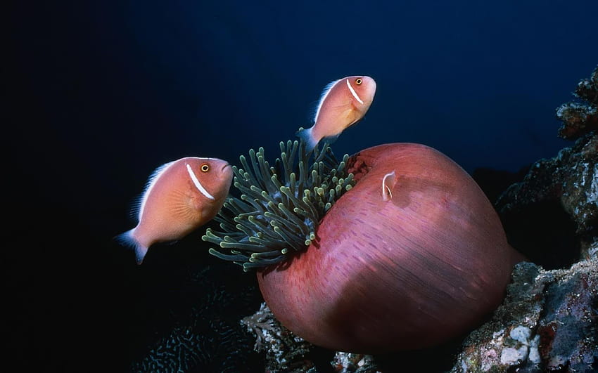 Ocean: Life Underwater Nature Fish Oceans Coral Reefs Sealife HD wallpaper