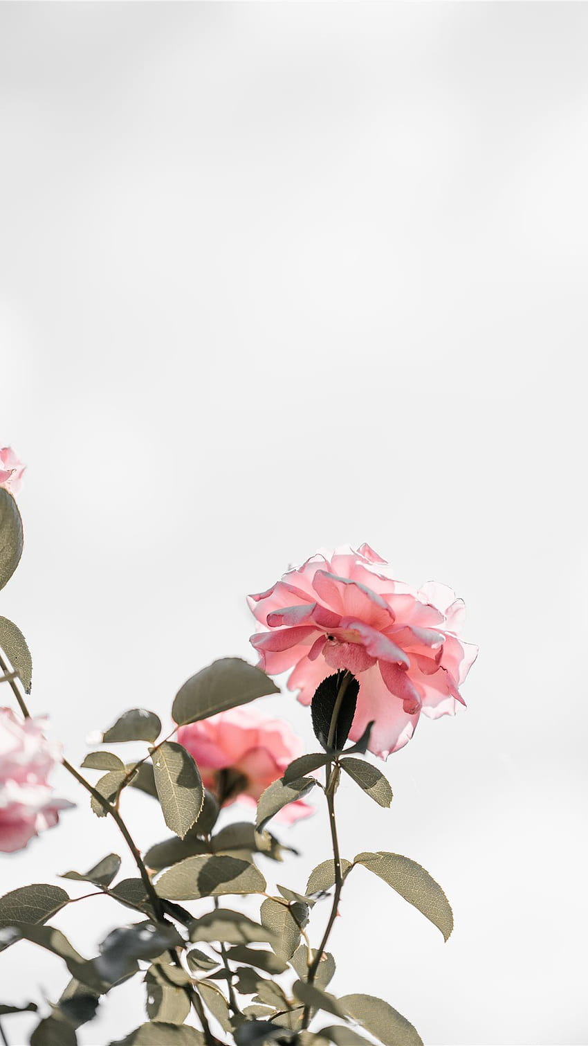 Best blank space iPhone 8, pink aesthetic HD phone wallpaper | Pxfuel