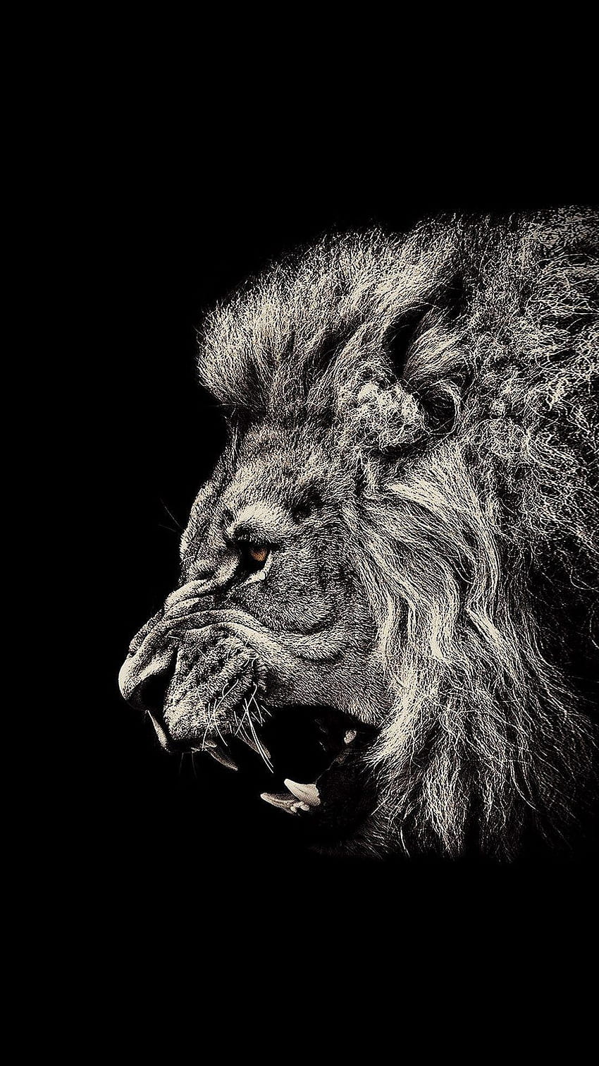 iphone noir Lion, lion sur fond noir Fond d'écran de téléphone HD