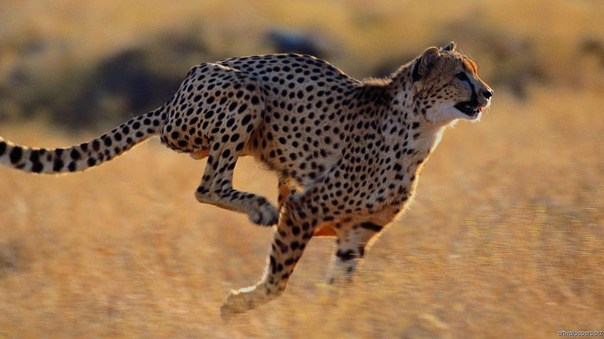Animal Cheetah HD Wallpaper