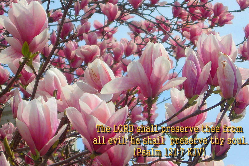 Versets bibliques sur les fleurs de printemps, bible du printemps Fond d'écran HD