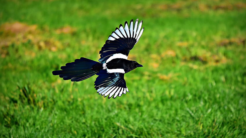 Tiere Vögel Flug verbreitet ...1zoom.me, Elster HD-Hintergrundbild