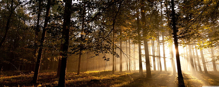 Forest Dual Screen, Sonnenstrahlen Wald HD-Hintergrundbild