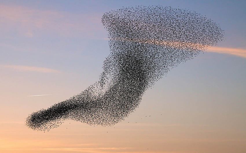 Защо птиците се събират заедно? – Как работи, прелетни птици HD тапет