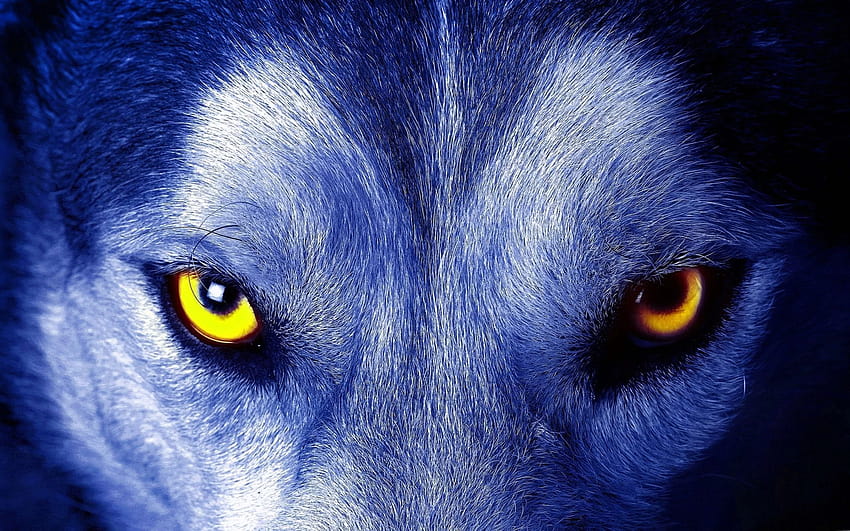 Wilk Żółte oczy, żółty wilk Tapeta HD