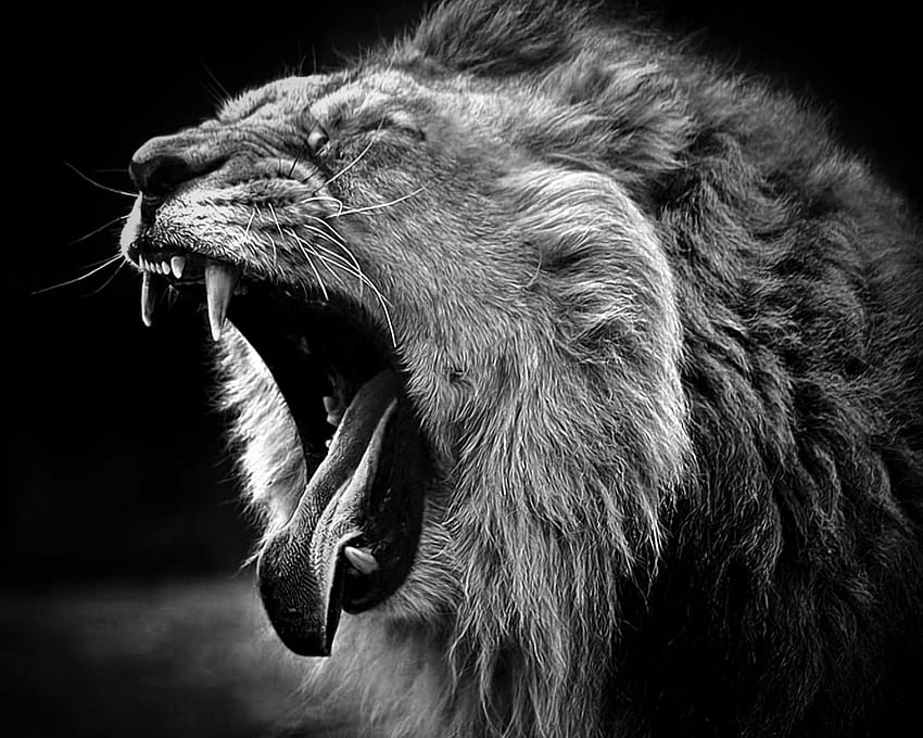 Lion Open Mouth, lions open mouth HD wallpaper