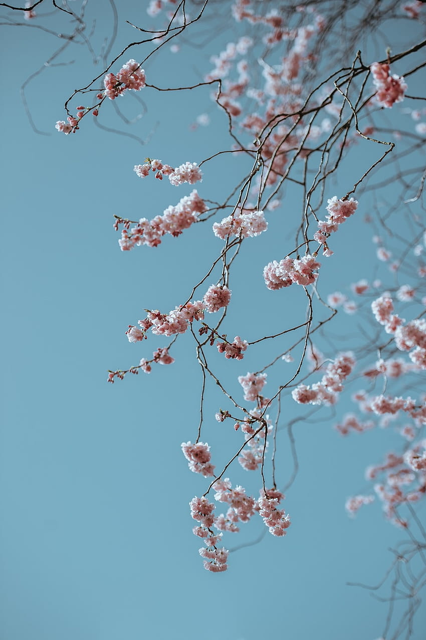 shallow focus of pink flowers – Flower HD phone wallpaper