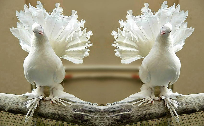 Biały gołąb Wallpapr Tapeta HD