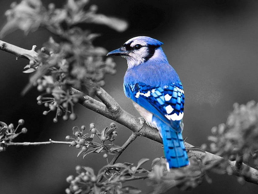 새: Blue Selective Birds Coloring Jay for, blue jays HD 월페이퍼