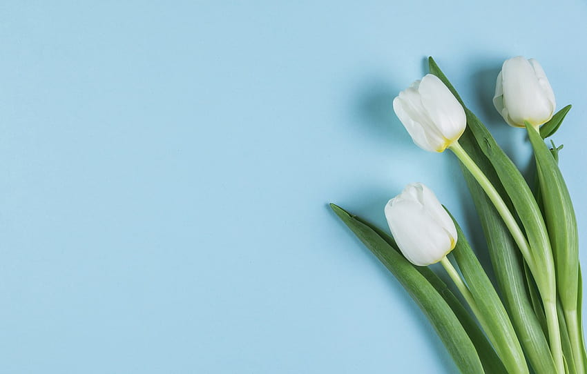 Flowers, Tulips, White, White, Flowers, white tulips HD wallpaper