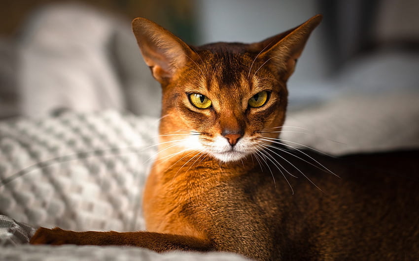 8 Cats That Look Like Tigers: Toyger Cat, Bengal Cat, and More