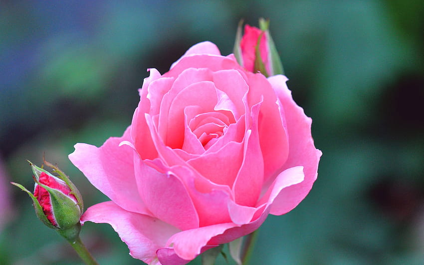Pink Roses For Pics PC m Relacionada Bud Ii, to flowers HD wallpaper ...