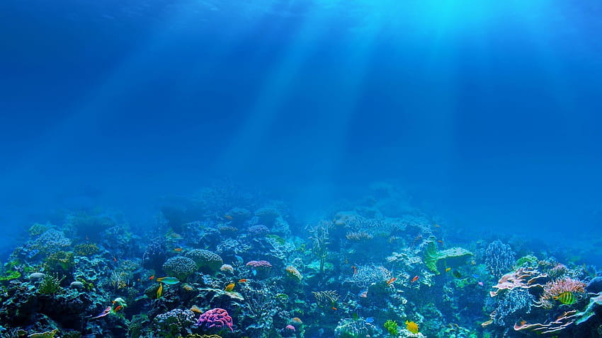 Di bawah Laut, di dalam laut Wallpaper HD