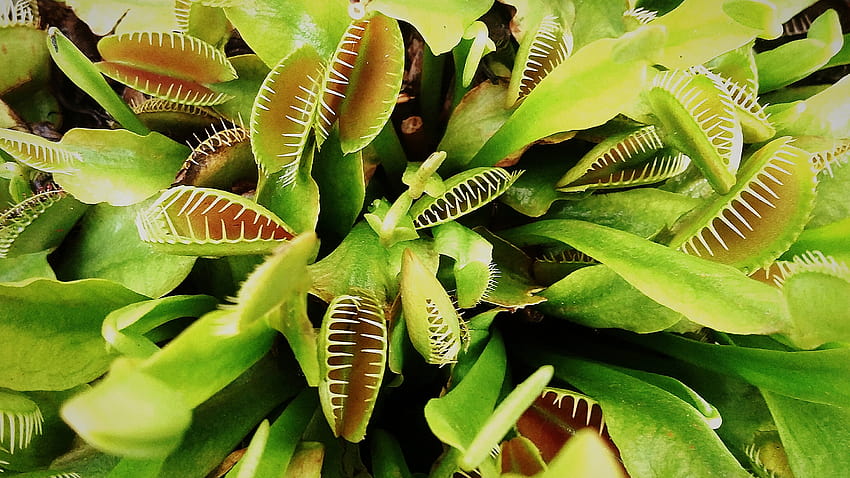 A catch, carnivorous plant HD wallpaper