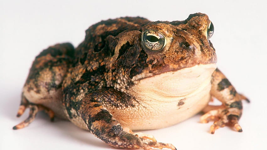 Toad [1600x1200] for your , Mobile & Tablet, true toad HD wallpaper