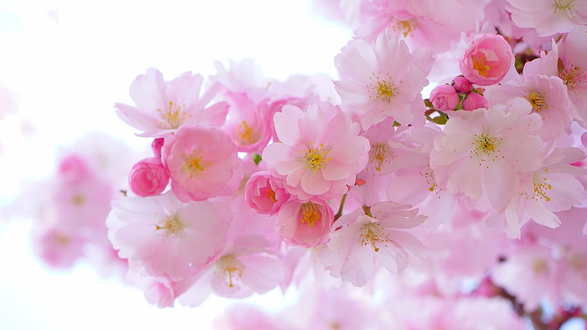 japanese, cherry trees, blossom, flowers, nature, , background, 67f031, japanese pink tree HD wallpaper