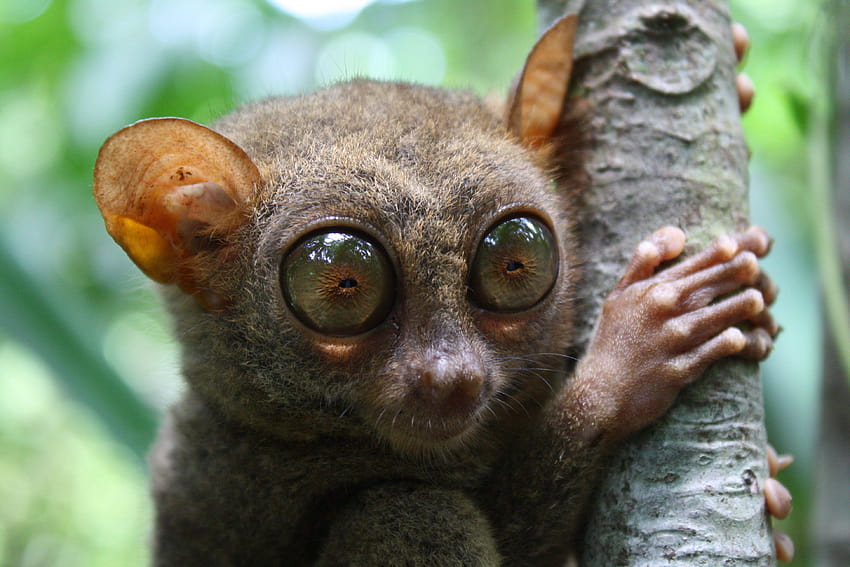 TARSIER maymun primat gözler mizah komik sevimli, sevimli maymunlar HD duvar kağıdı