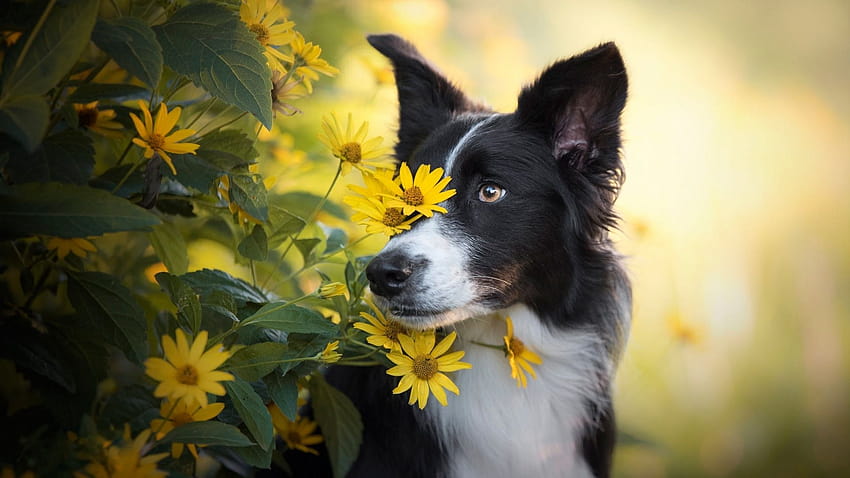 6206161 / vara, border collie, caine, flower, summer, yellow, dog, animal, summer border HD wallpaper