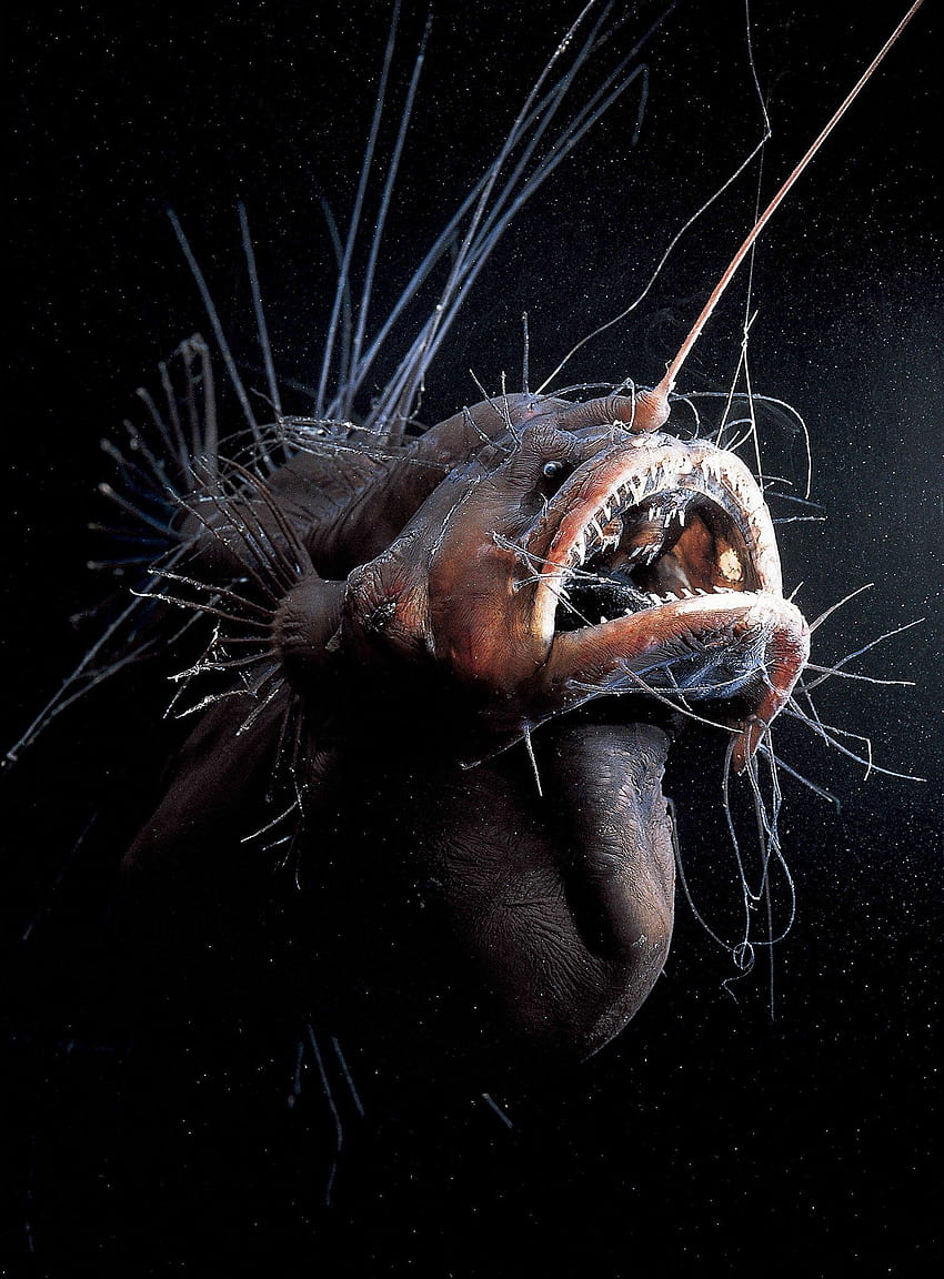 anglerfish, Fish, Ocean, Sea, Underwater, Dark, Creepy, Monster, creepy fish HD phone wallpaper